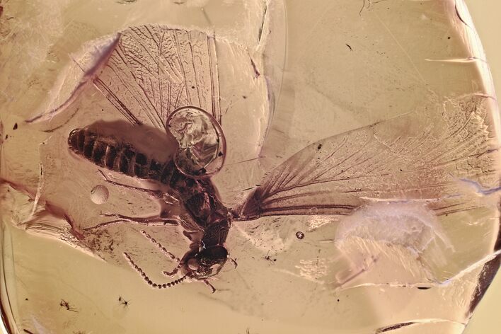 Detailed Fossil Winged Termite (Isoptera) In Baltic Amber #352954